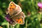 Meadow Brown | Butterfly species